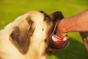 Dog bite injury My AZ Personal Injury Lawyers